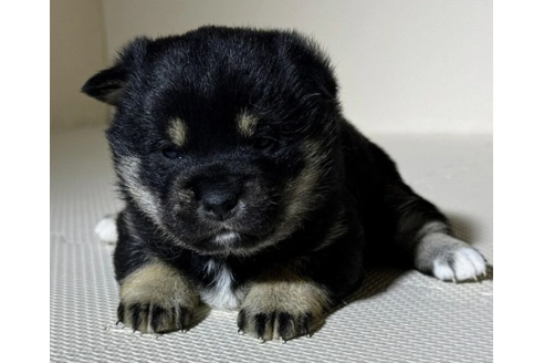 成約済の熊本県の柴犬-371601の2枚目